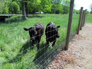 Two of my new garden friends watch intently as I prepare the garden plot for planting.