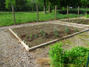 IMG_0067 Garden_20120525