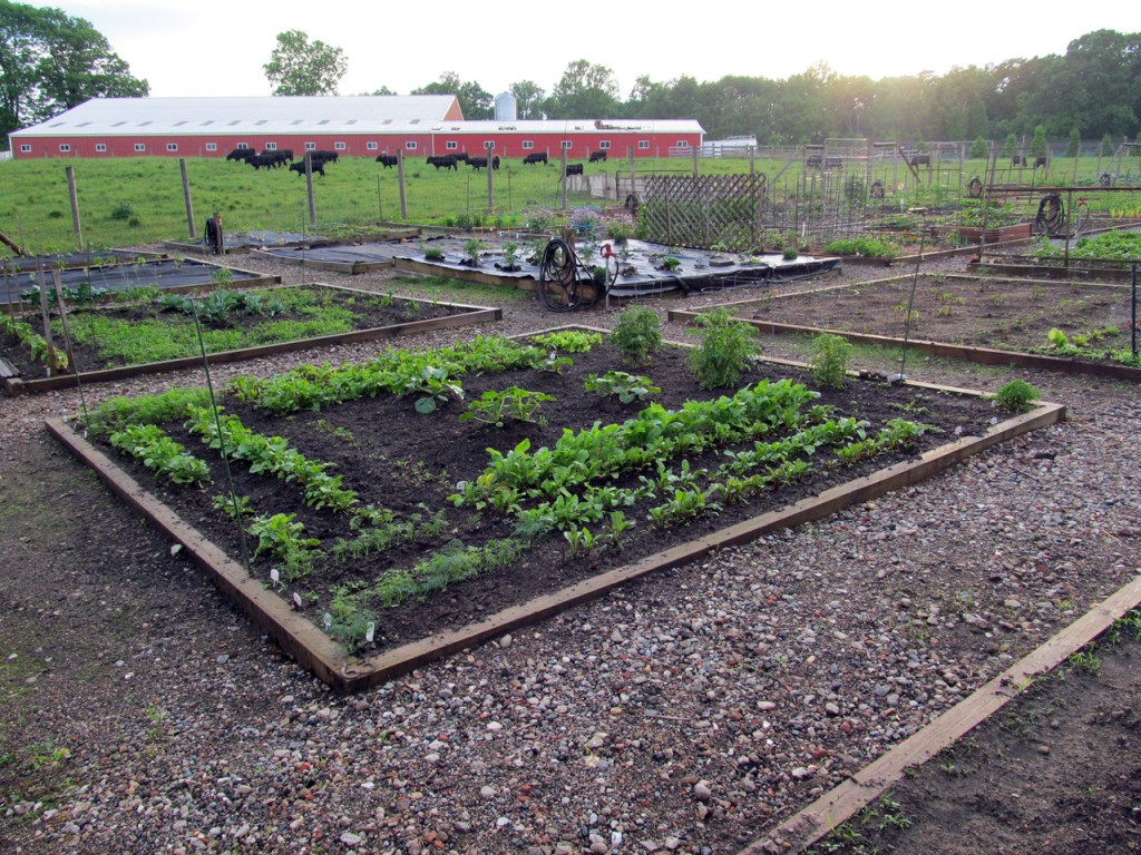 Plot 63 at Roseville Community Garden on the evening of Sunday, June 2, 2013. (Click image for larger photo)