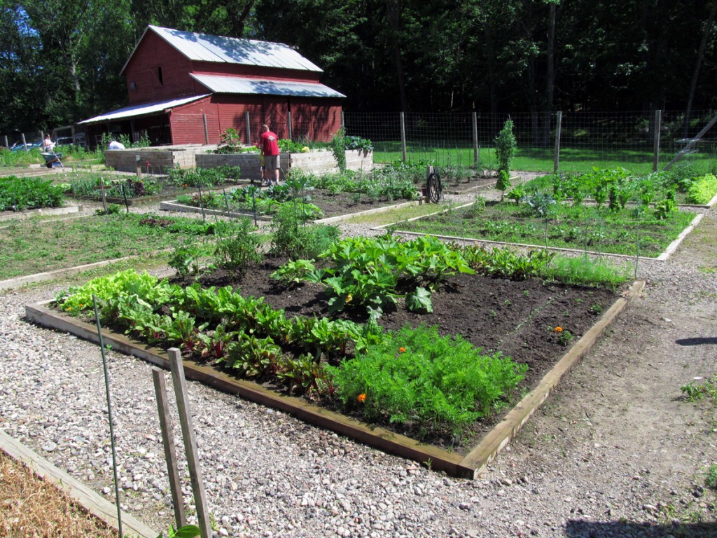 Plot #63, Roseville Community Garden on June 23, 2013.