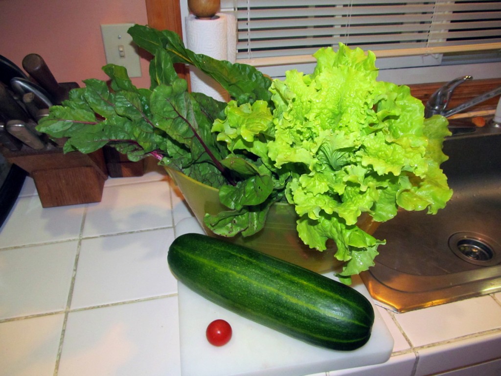 Garden bounty! Swiss chard, black seeded lettuce, summer squash and the first (cherry) tomato of the season, June 28, 2013. 