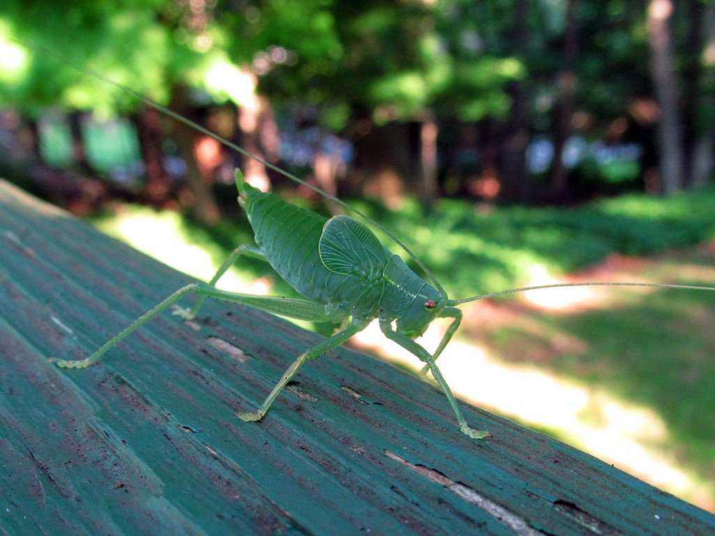 Long-horned grasshopper nymph, Family Tettigoniidae (Click to enlarge)