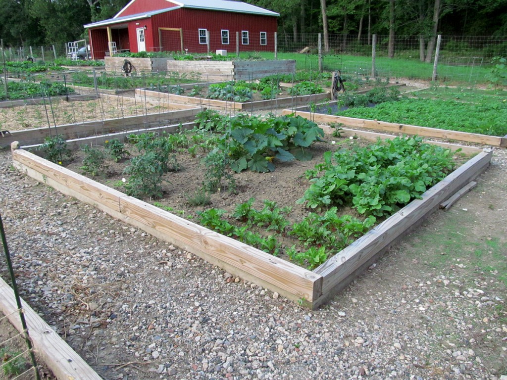 Plot #63, Roseville Community Garden, June 14, 2015.
