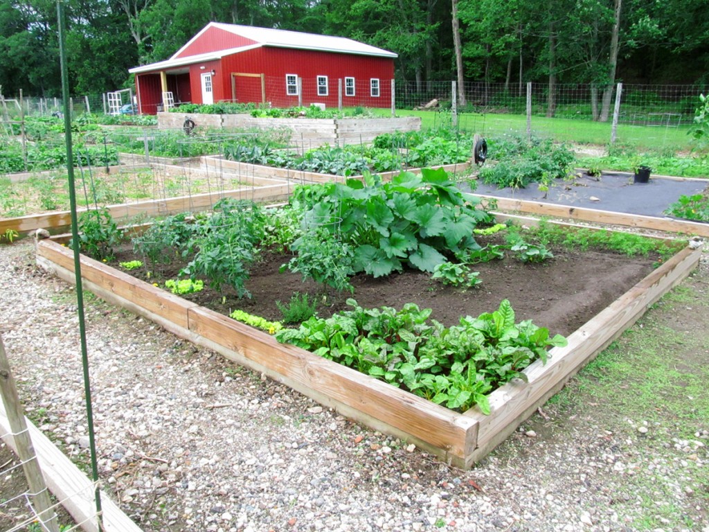 Plot #63, Roseville Community Garden, June 21, 2015.