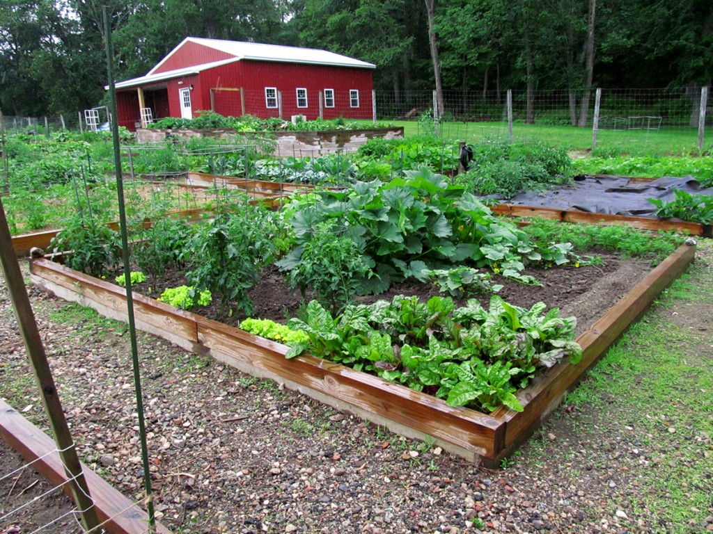 Plot #63, Roseville Community Garden, June 27, 2015.