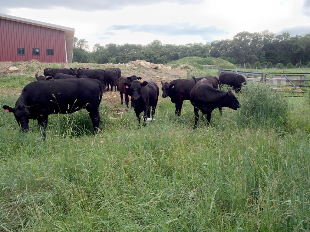 Angus at Roseville Community Garden. June 15, 2015