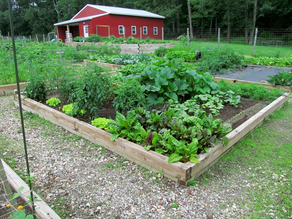 Plot #63, Roseville Community Garden, July 4, 2015.