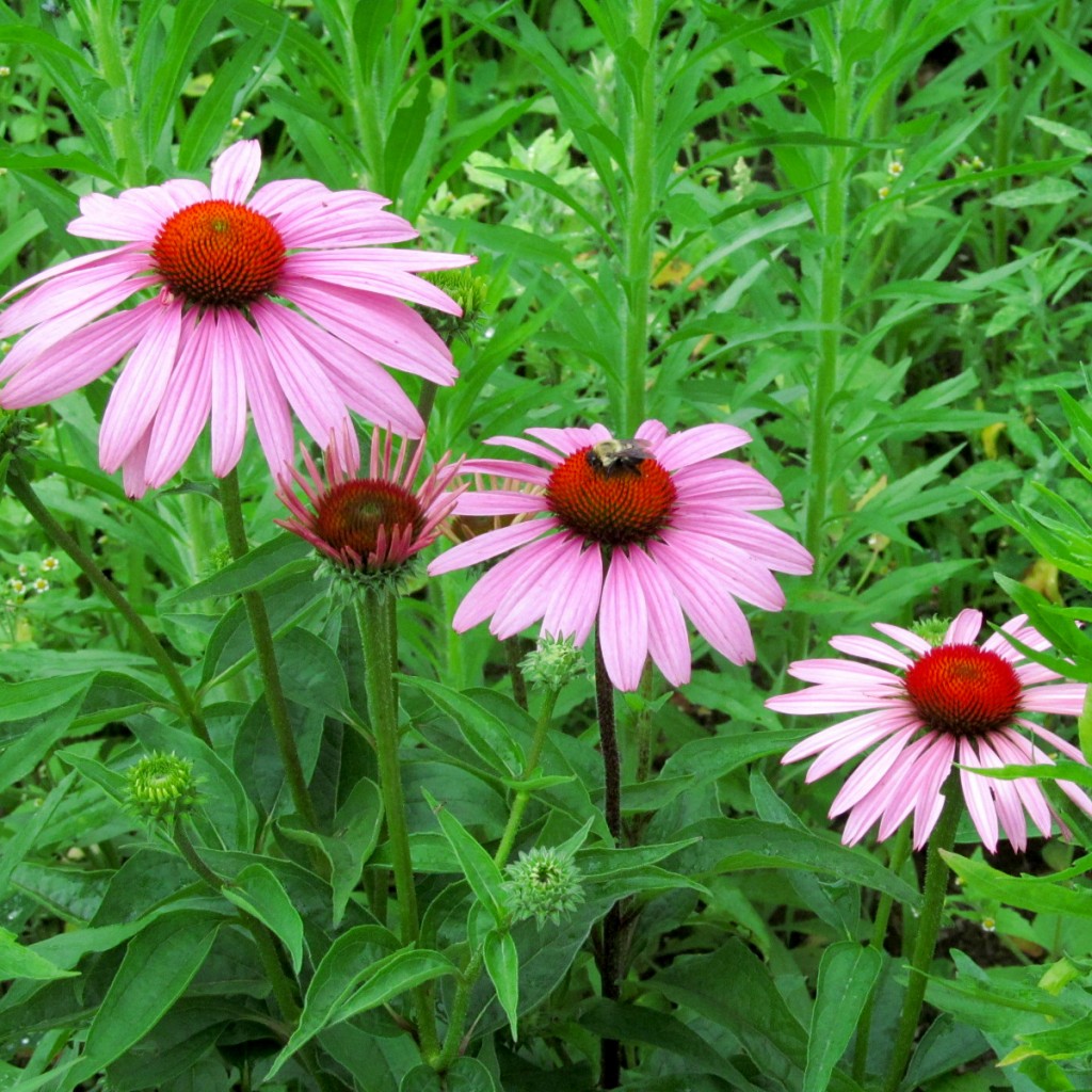 Summer flowers at Roseville Community Garden, July 4, 2015