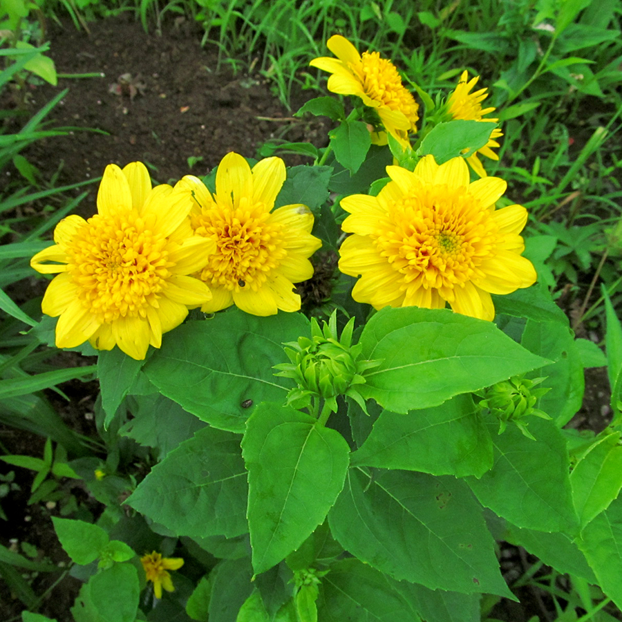 Summer flowers at Roseville Community Garden, July 4, 2015