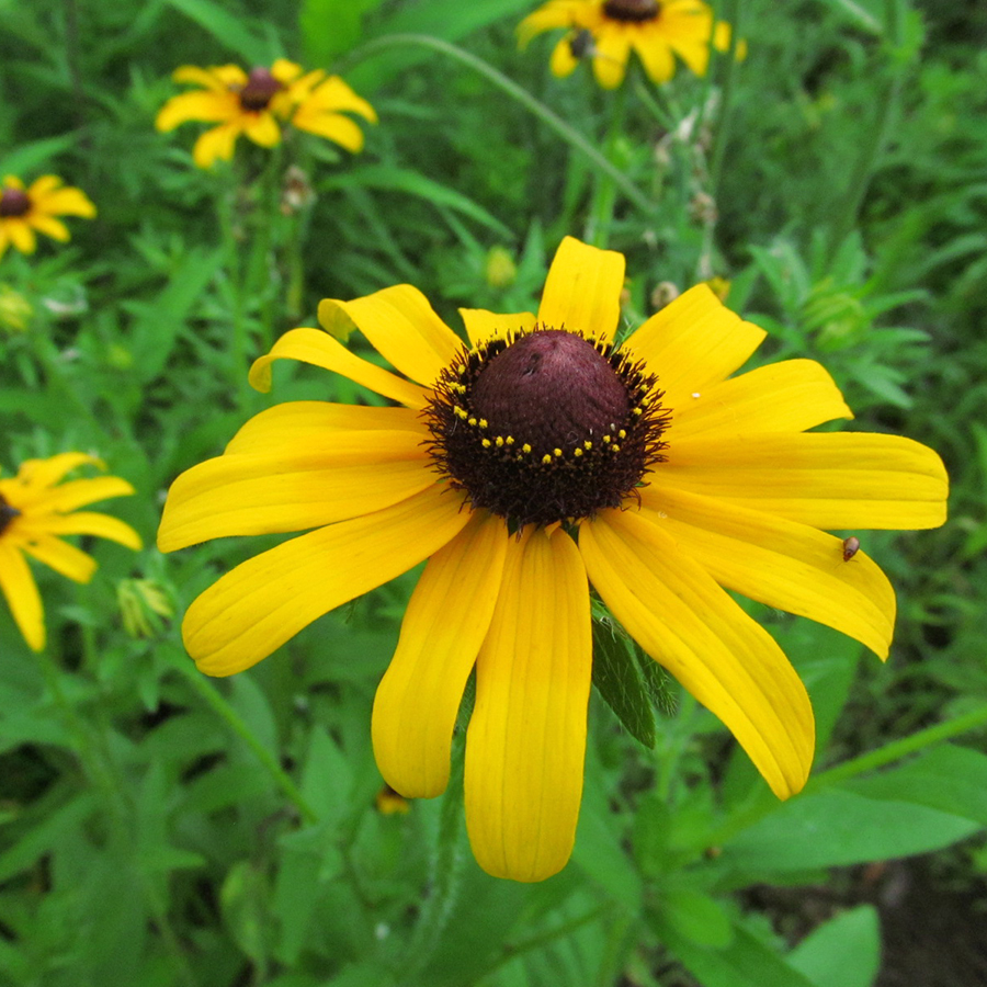 Summer flowers at Roseville Community Garden, July 4, 2015