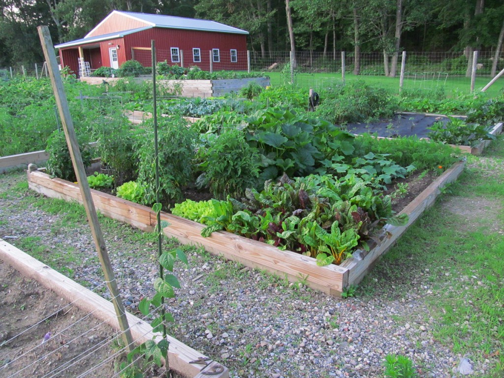 Plot #63, Roseville Community Garden, July 11, 2015.