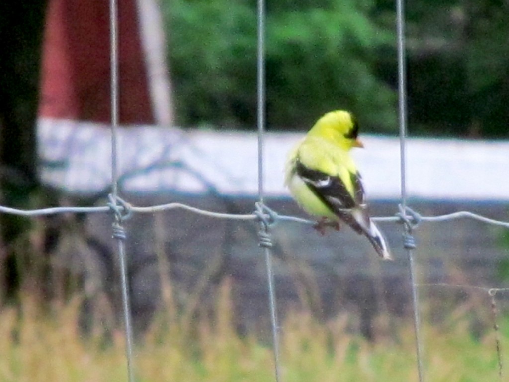 American Goldfinch at Roseville Community Garden, July 17, 2015.