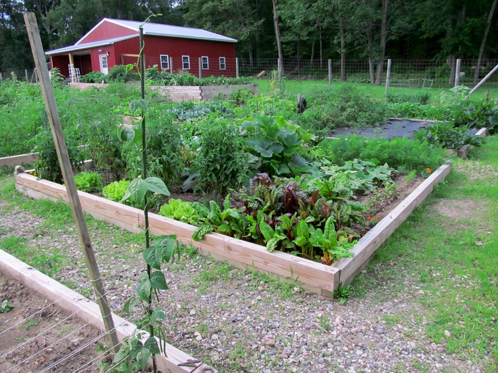 Plot #63, Roseville Community Garden, July 17, 2015.