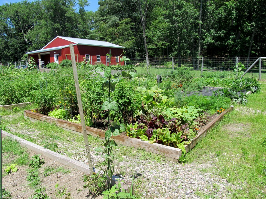 Plot #63, Roseville Community Garden, July 25, 2015.