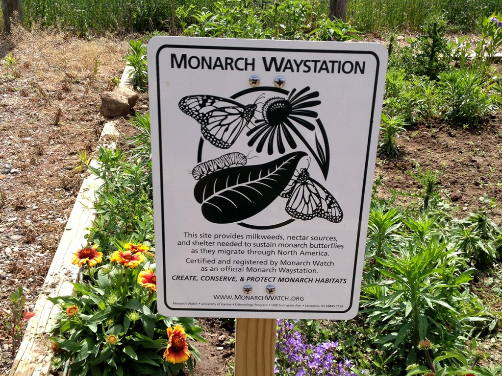 Monarch Waystation at Roseville Community Garden, July 1, 2015