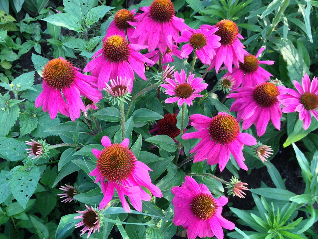 Summer flowers at Roseville Community Garden, July 1, 2015
