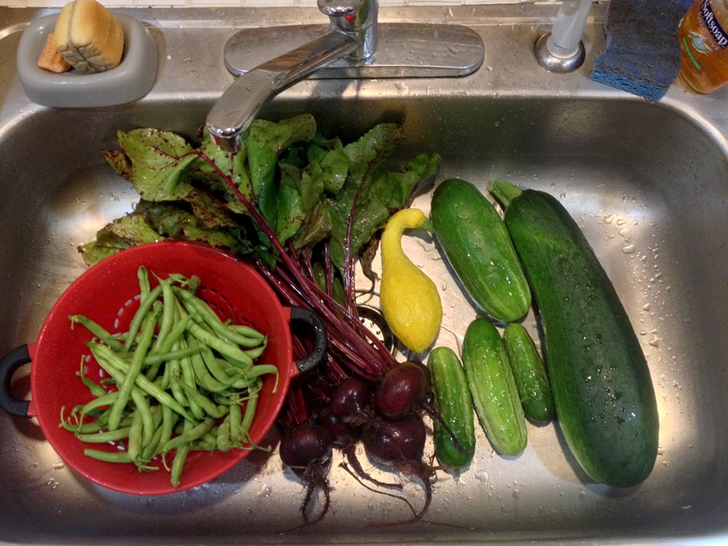 The ‘harvest’ from Plot #63, Roseville Community Garden, July 17, 2015