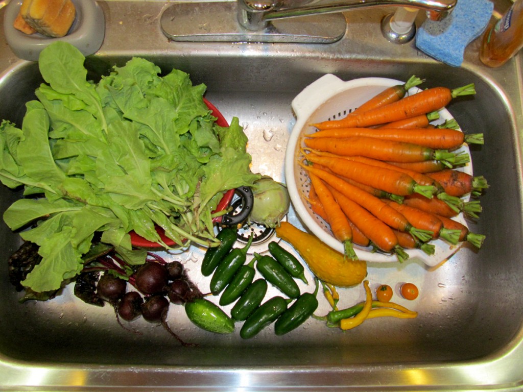 The ‘harvest’ from Plot #63, Roseville Community Garden, July 31, 2015