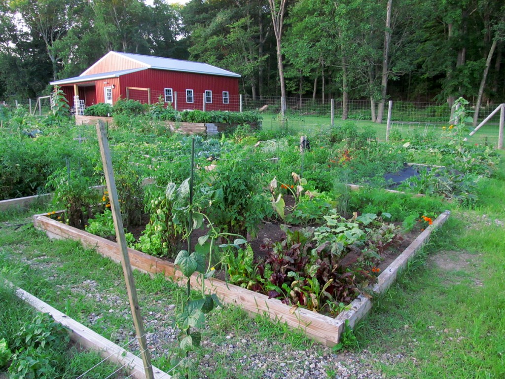 Plot #63, Roseville Community Garden, August 2, 2015.