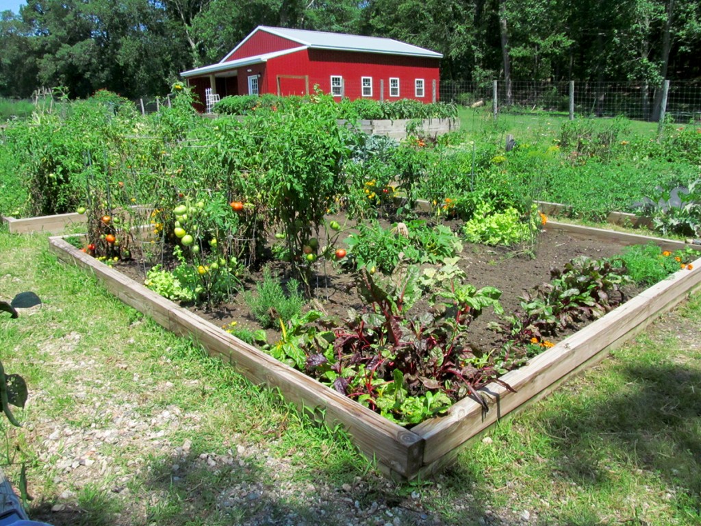 Plot #63, Roseville Community Garden, August 15, 2015.