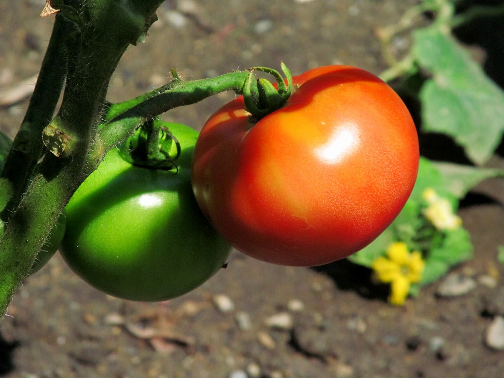 Plot #63, Roseville Community Garden, August 15, 2015.