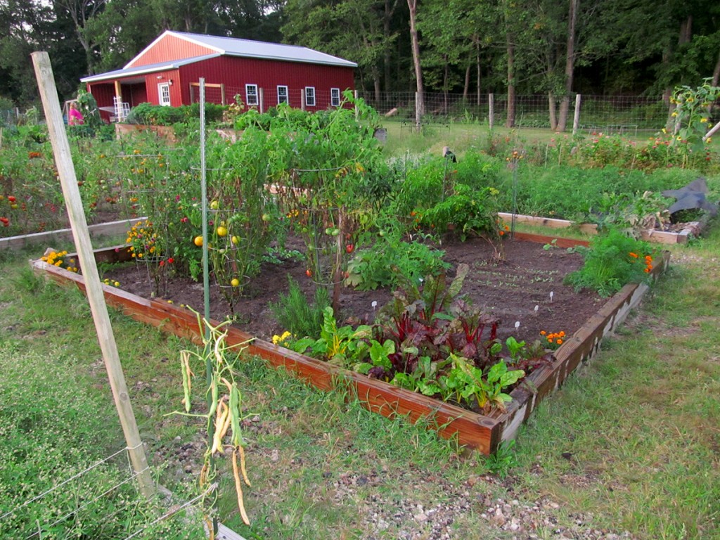 Plot #63, Roseville Community Garden, August 29, 2015.