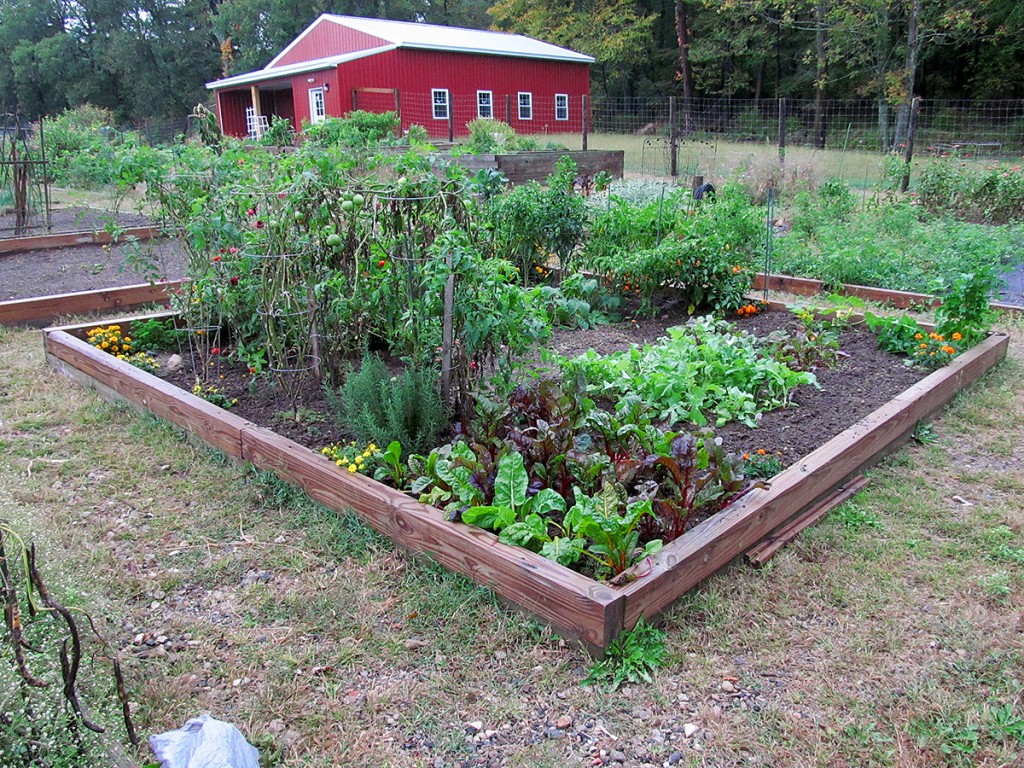 Plot #63, Roseville Community Garden, October 3, 2015.