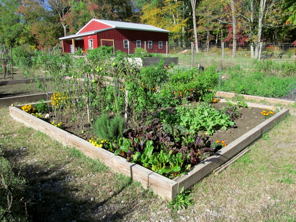 Plot #63, Roseville Community Garden, October 10, 2015.