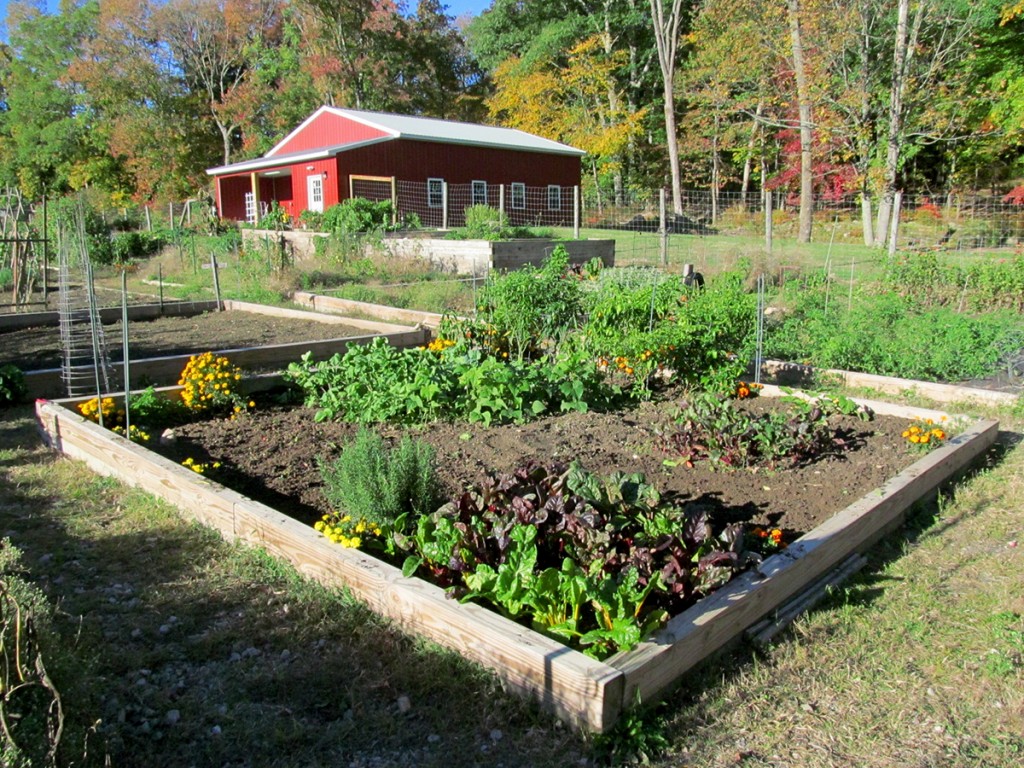 Plot #63, Roseville Community Garden, October 10, 2015, post tomato plant removal.